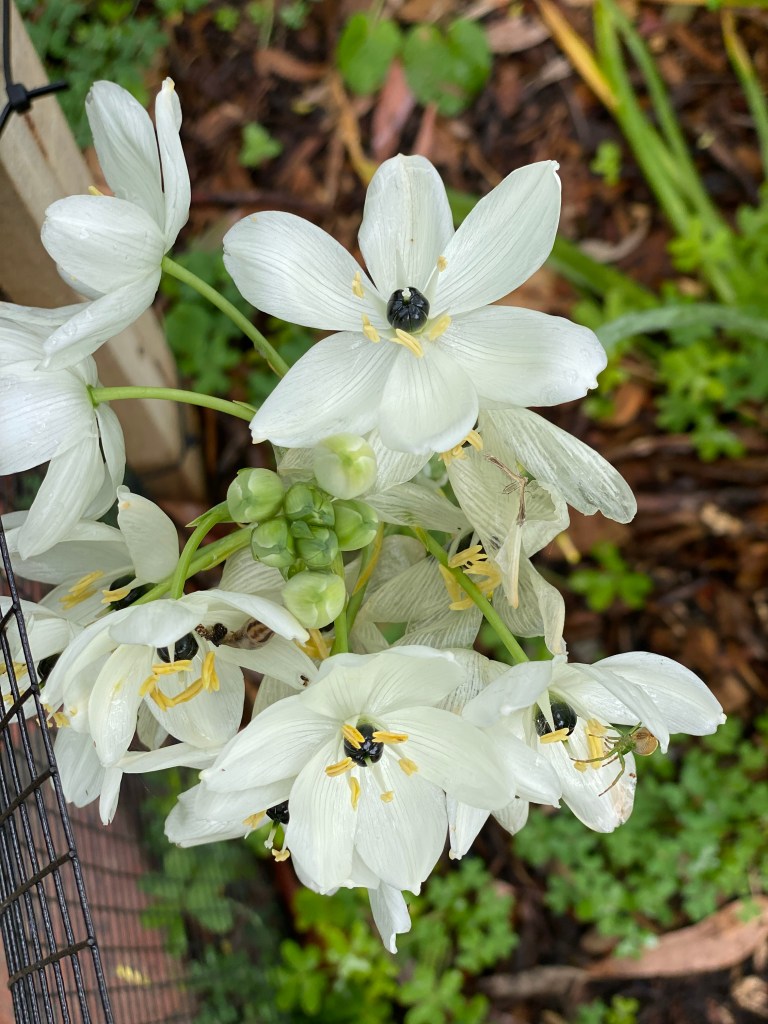 Ornithogalum - Arabian Starflower