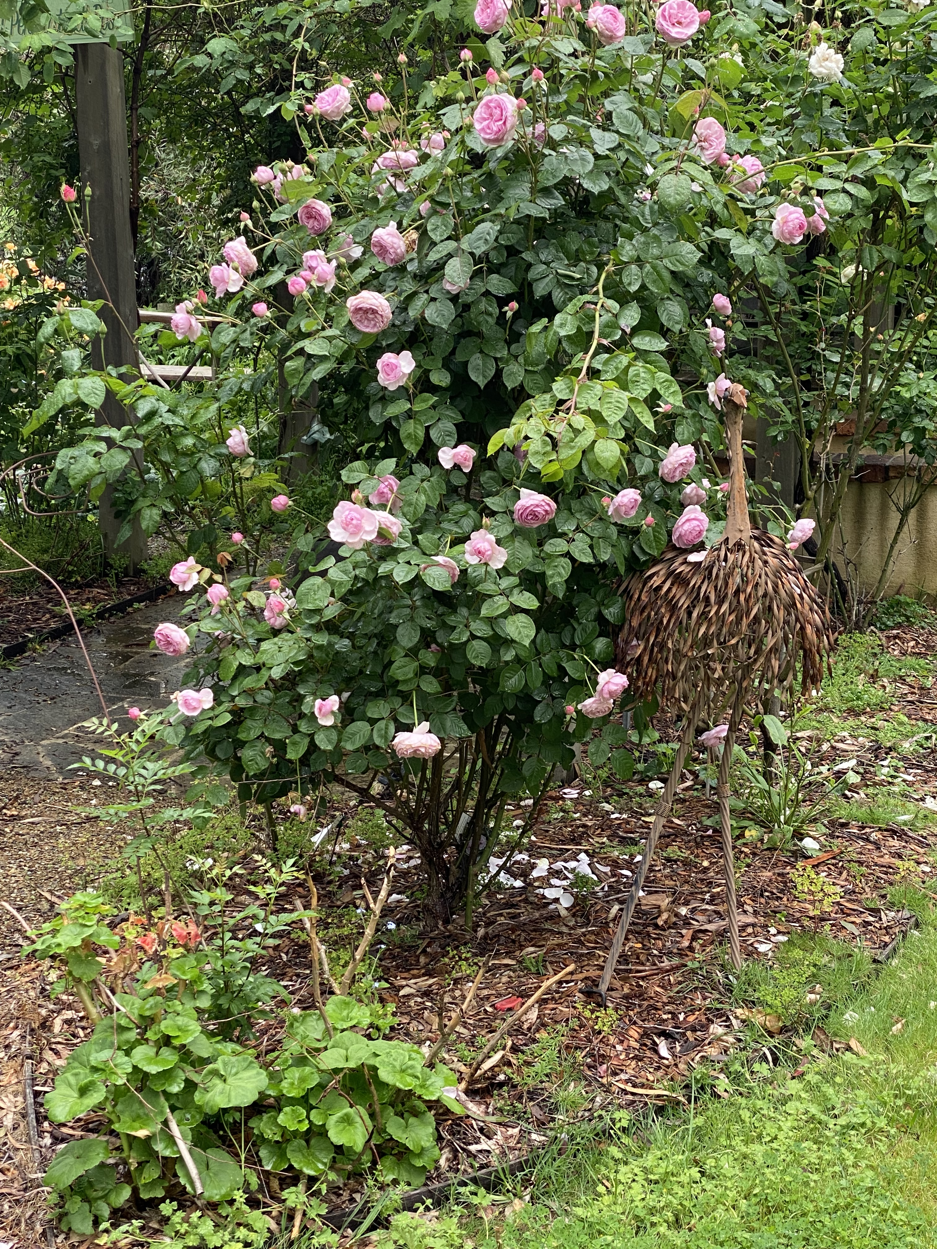 Rosa - noisettiana Thory