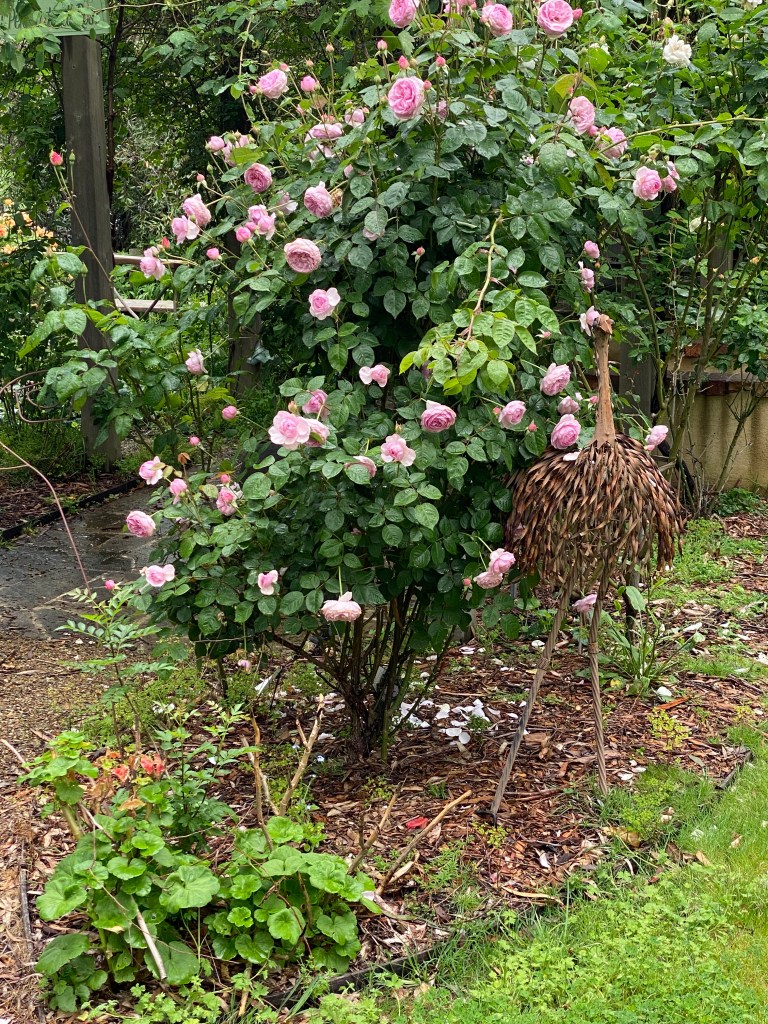 Rosa - noisettiana Thory