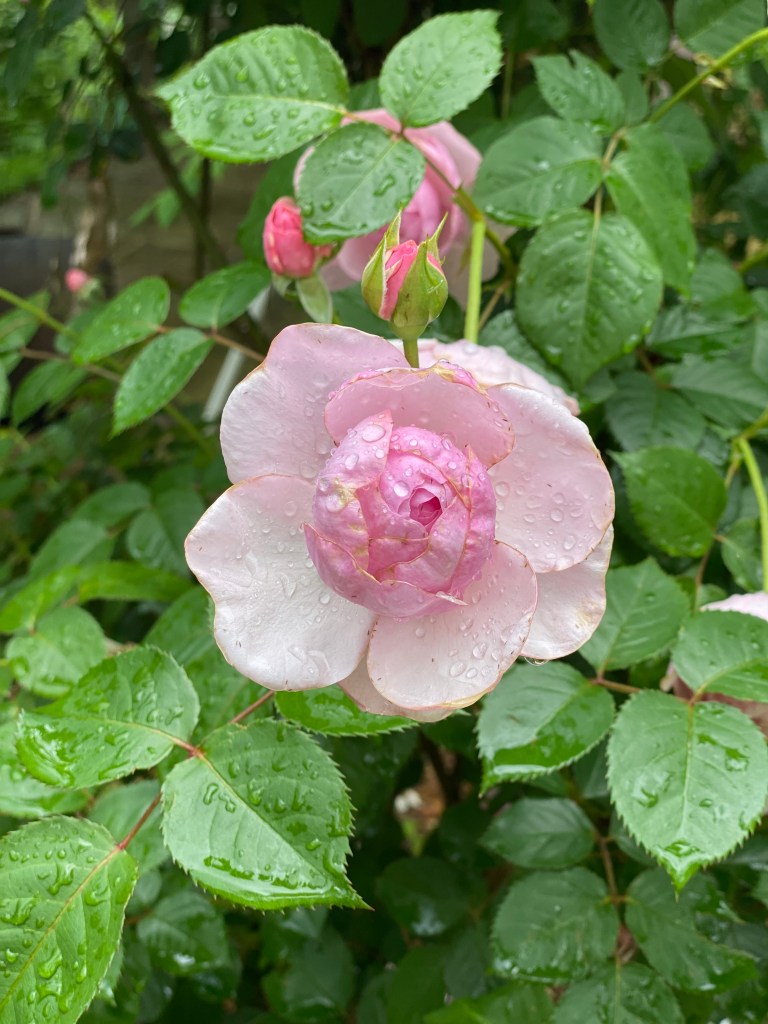 Rose - Pale Pink Bonica