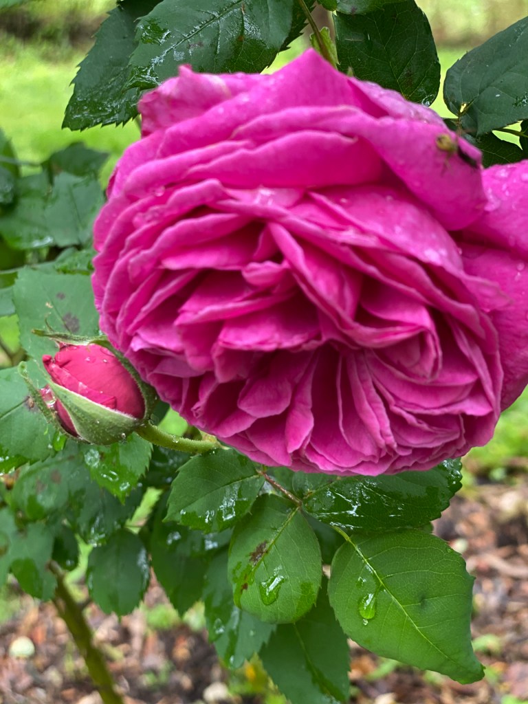 Reine Des Violettes - Old Fashioned Climbing Rose