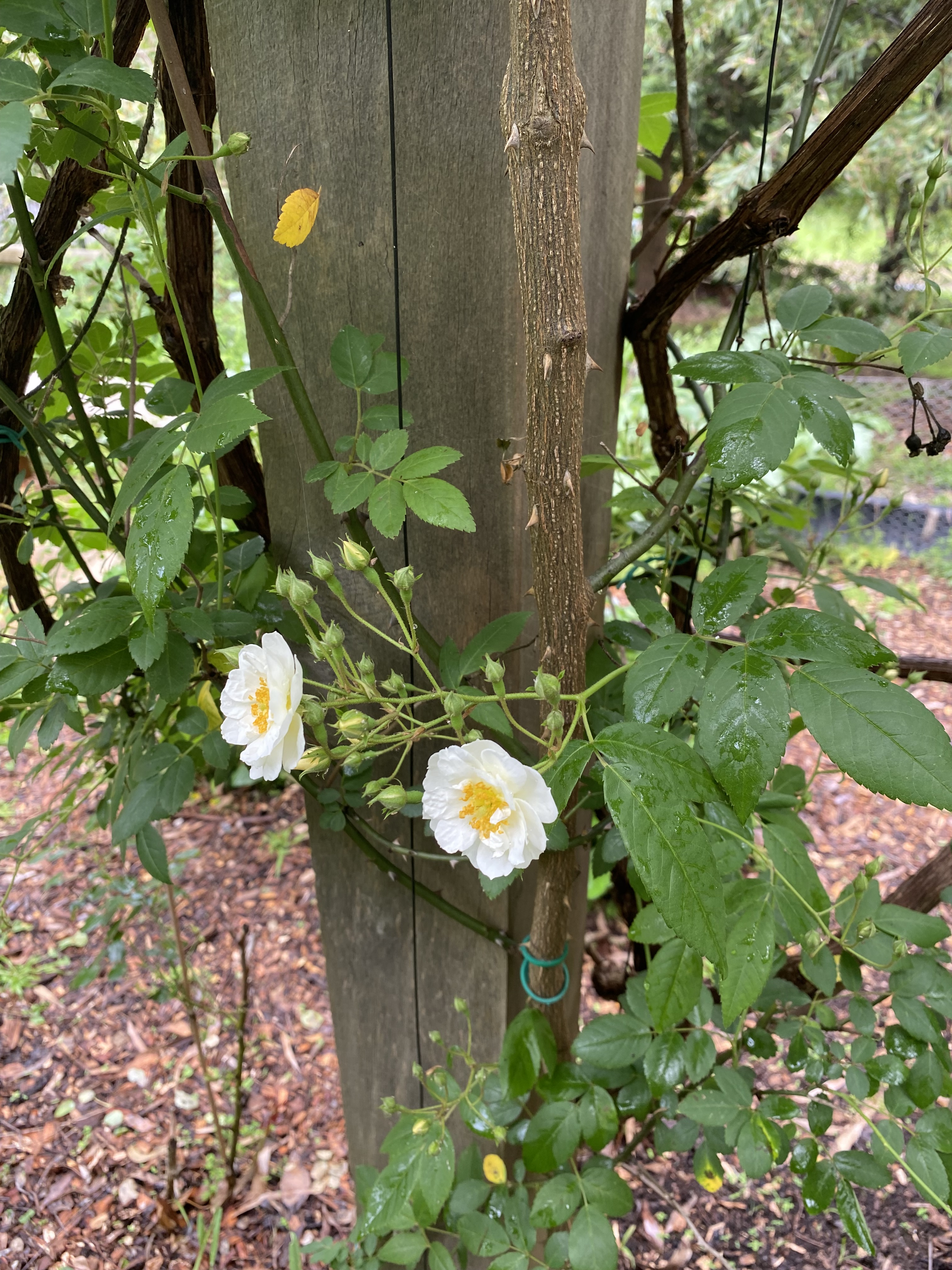 Rampling Rector Rose - white climber