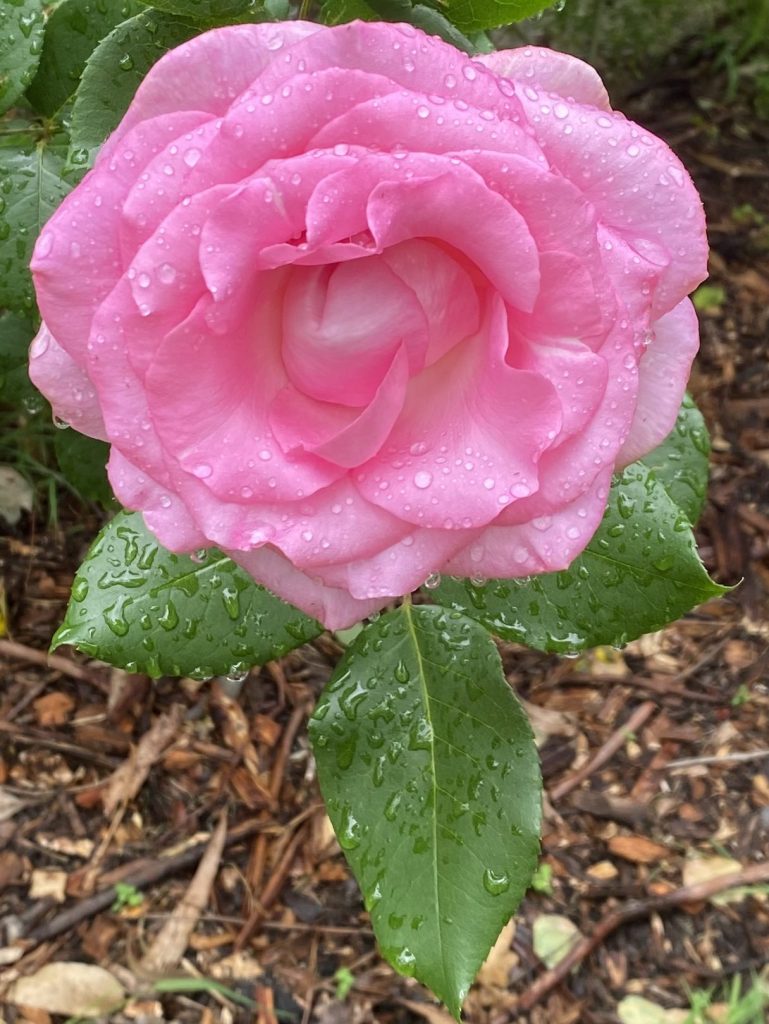 Rose - 'Dame Edith Helen' Close Up