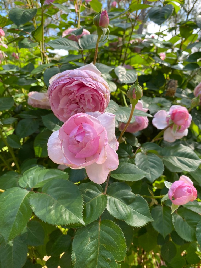 Olivia Rose Austin - David Austin Rose