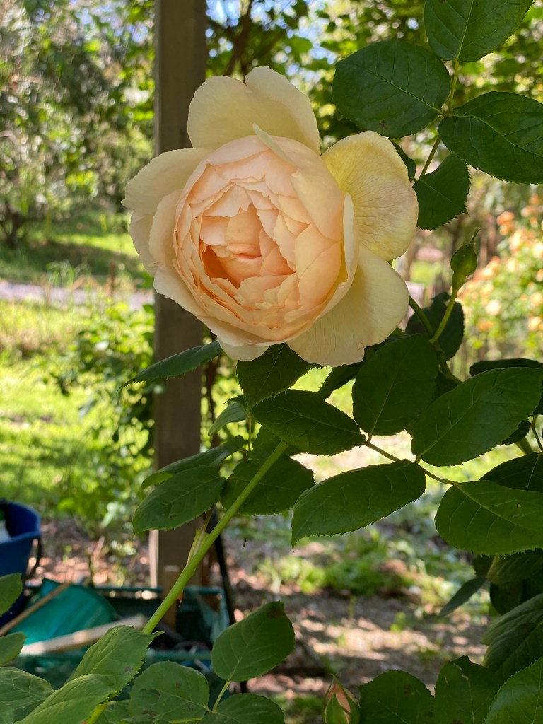 David Austin Rose, Jude the Obscure