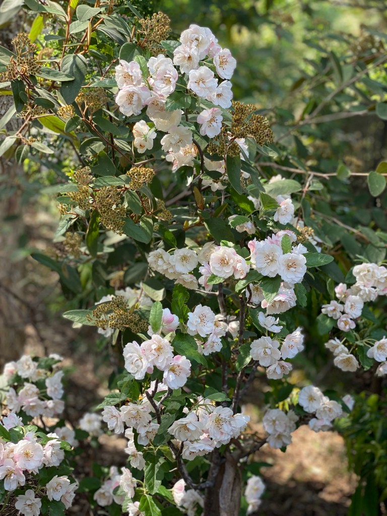 Malus ioensis 'Plena' (Crab Apple)