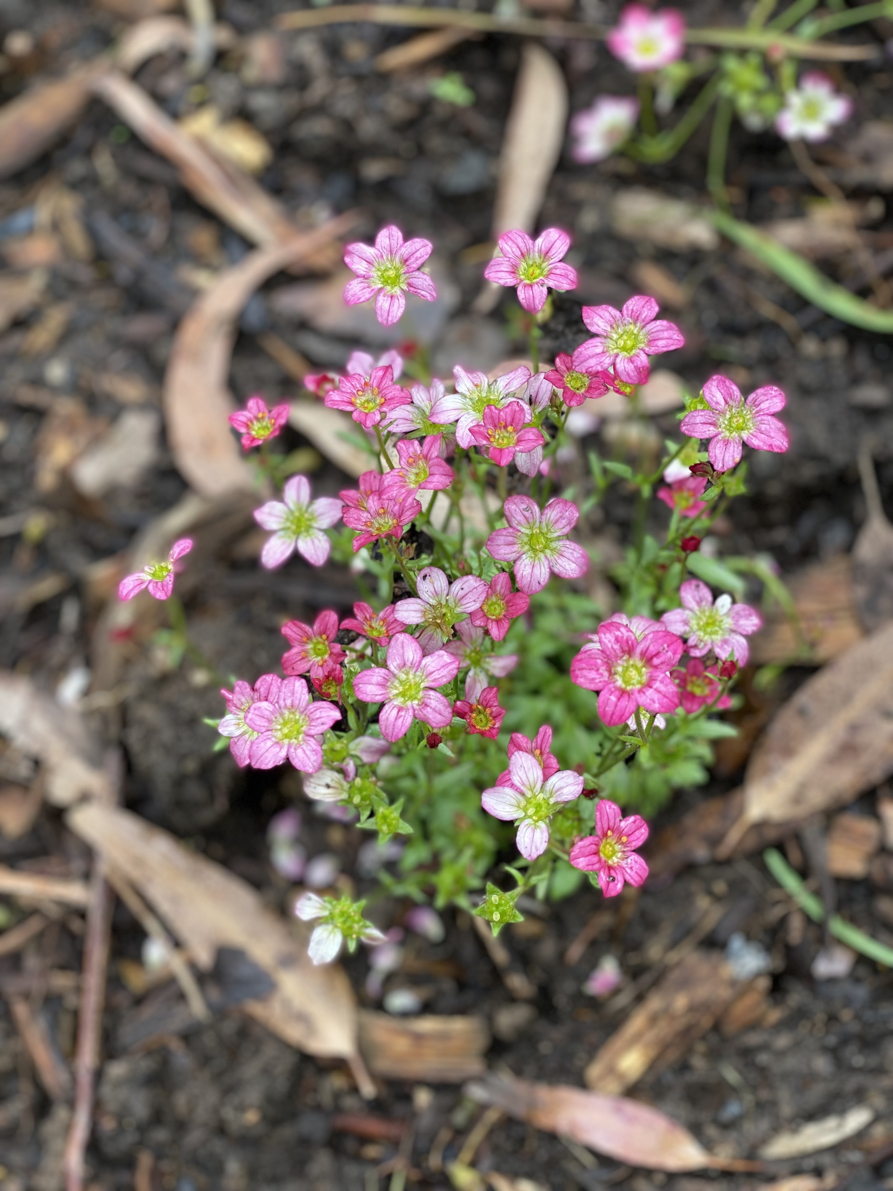 Saxifraga - Highlander Red