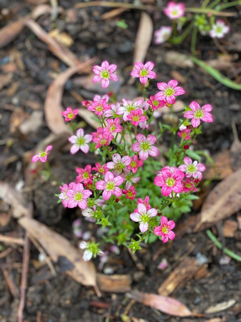 Saxifraga - Highlander Red