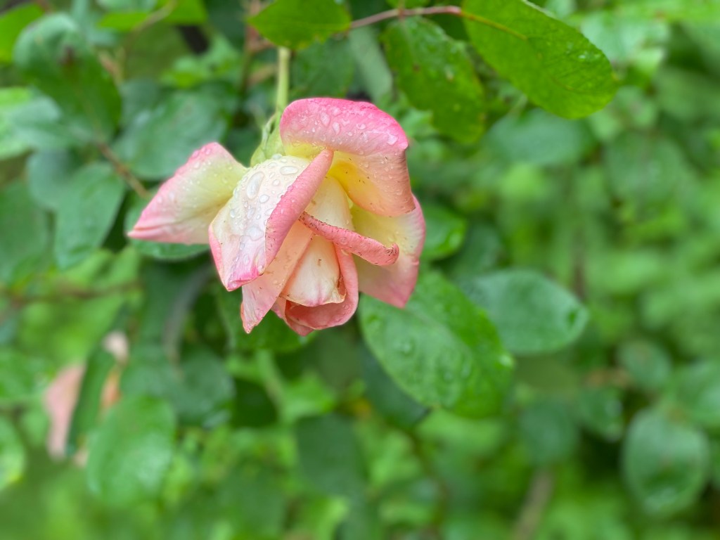Roses in the rain