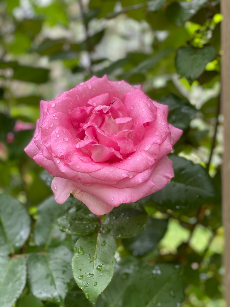 Le Jardin de Rose