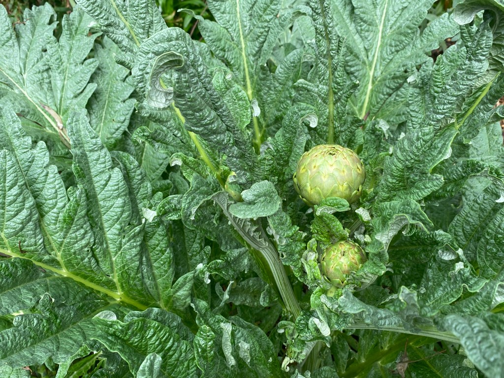 Artichokes - still green