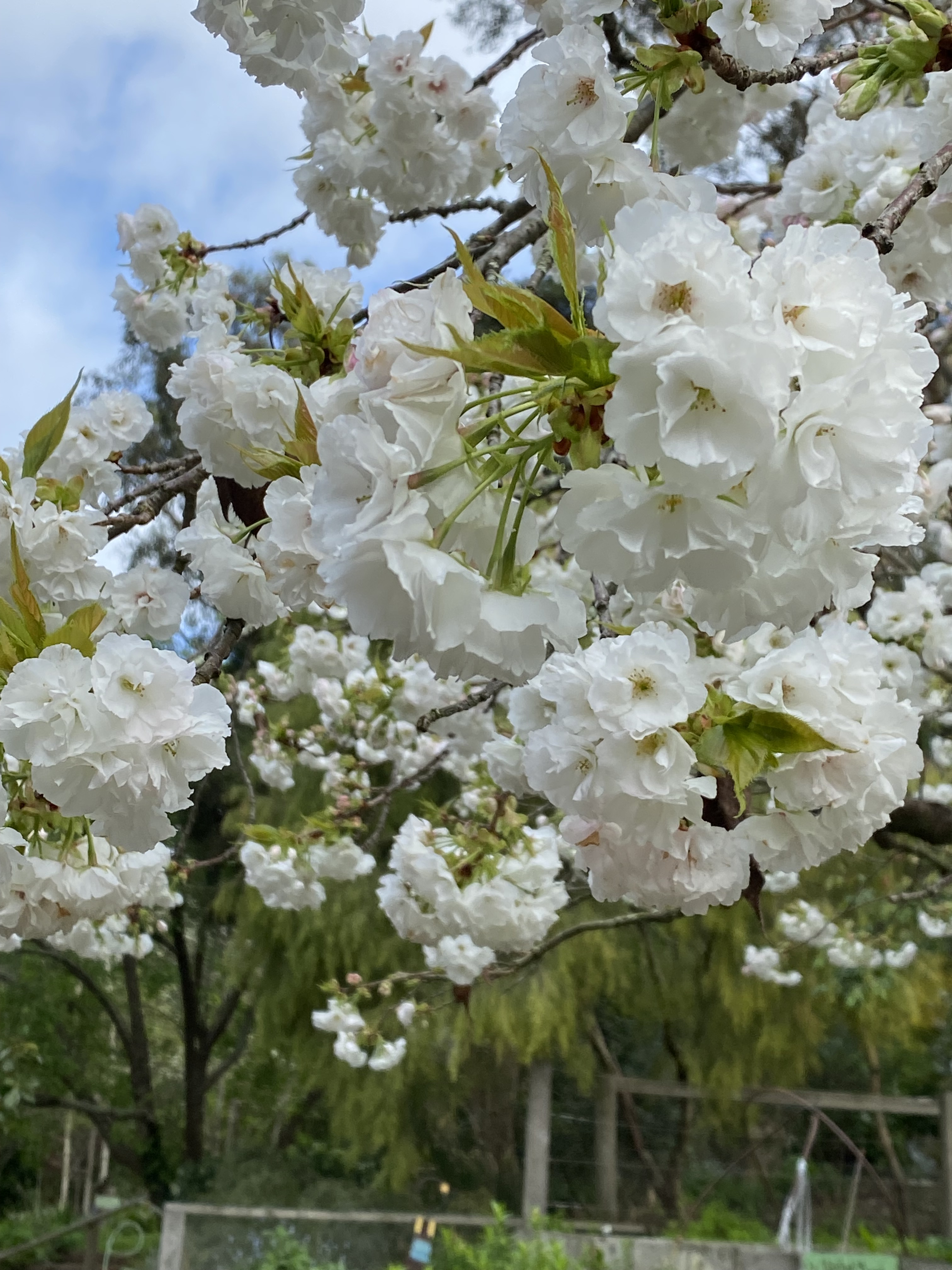 antique tree ୨୧⸝.·*° 白いベルがかわいい サマーツリー antique