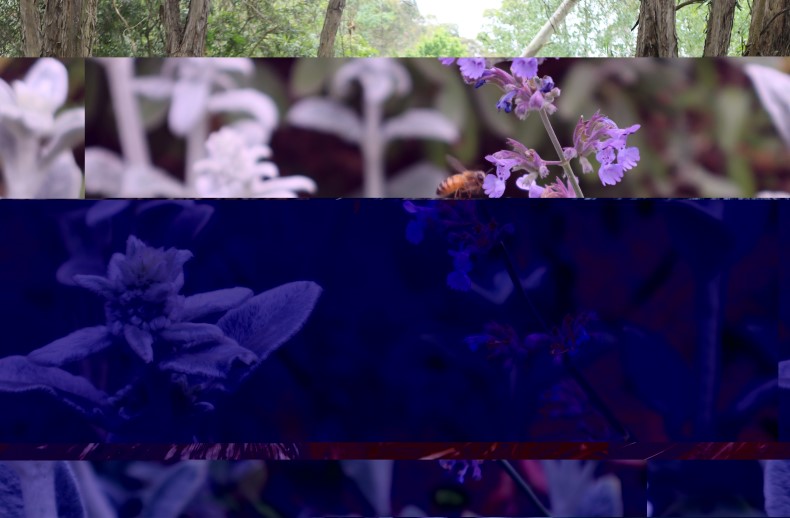 Uccello Collage - Various