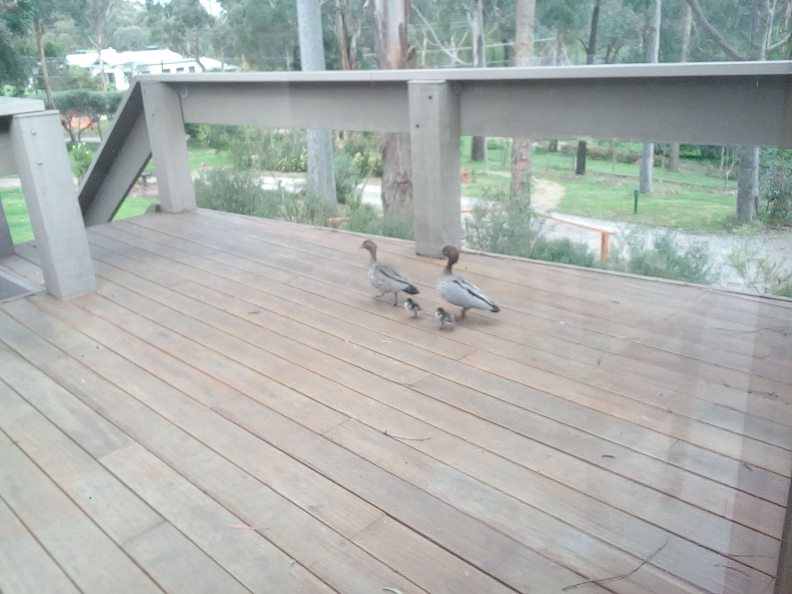 Ducks and babies
