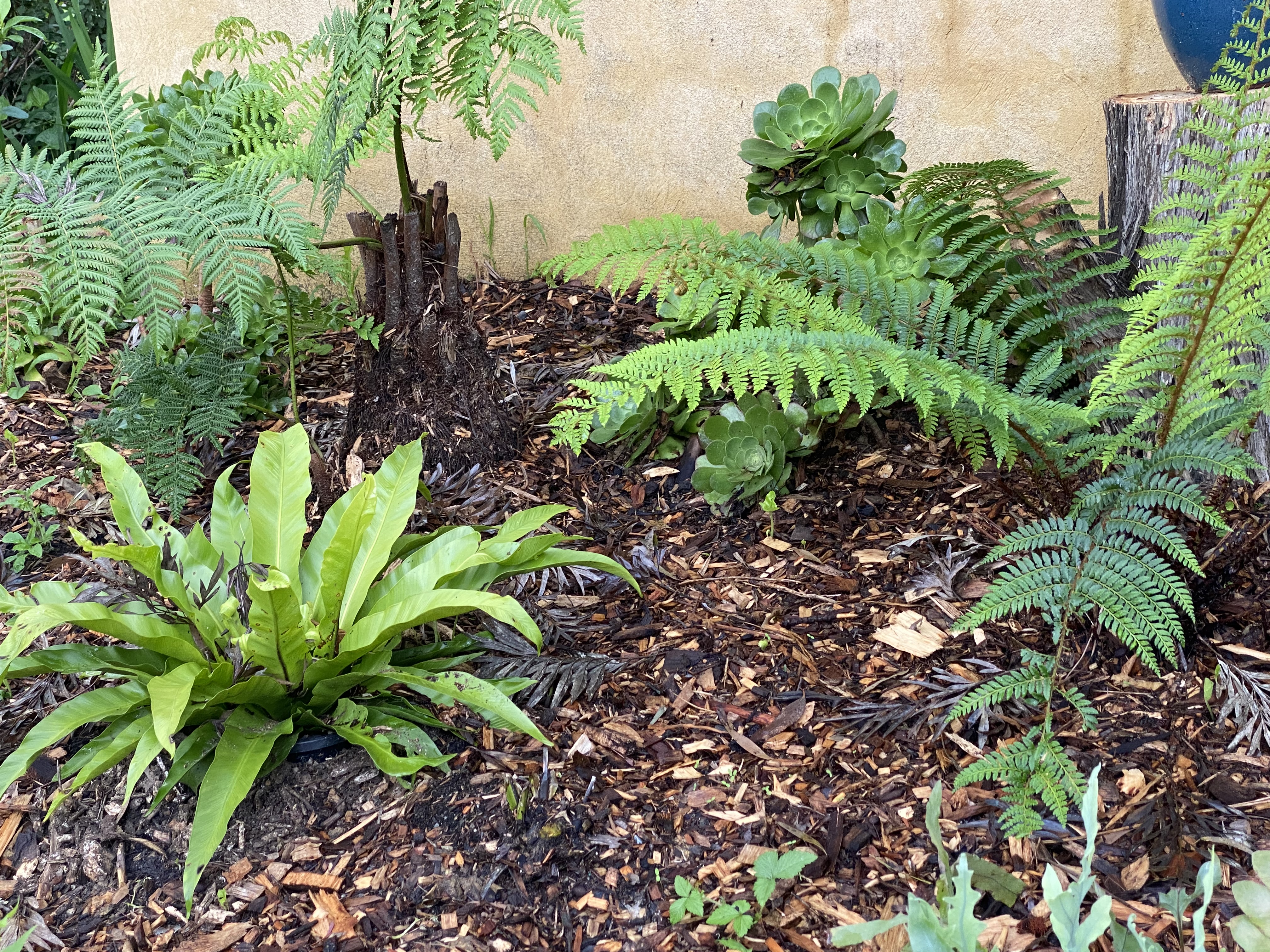 Fernery Early Days