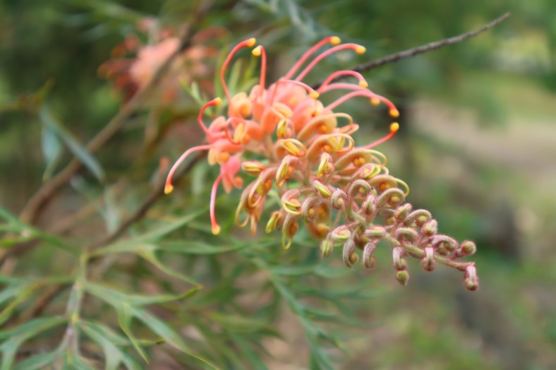 Uccello Collage - Fire Flower