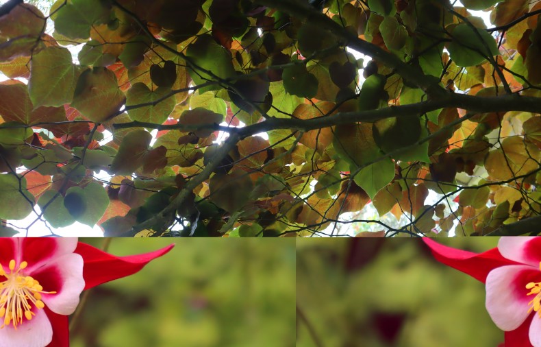 Uccello Collage - Flowers split