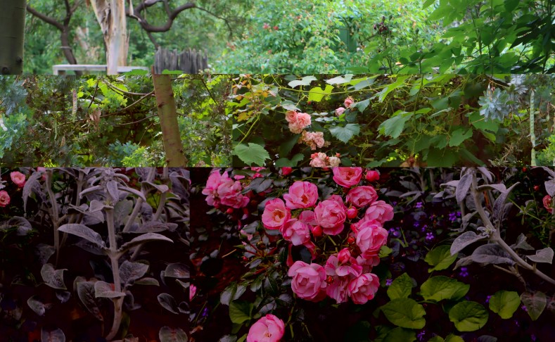 Uccello Collage - Flower split