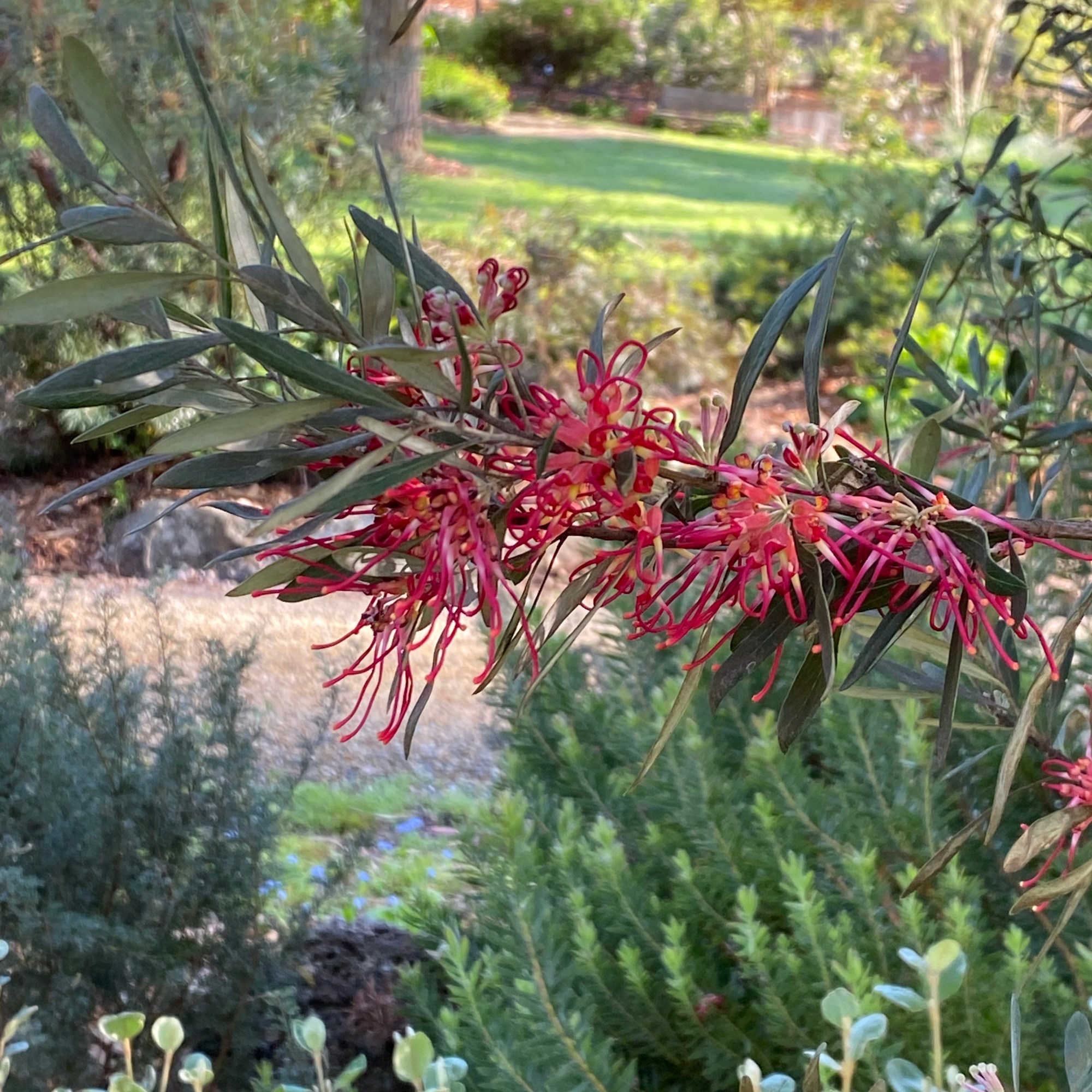 Grevillea olivacea Red