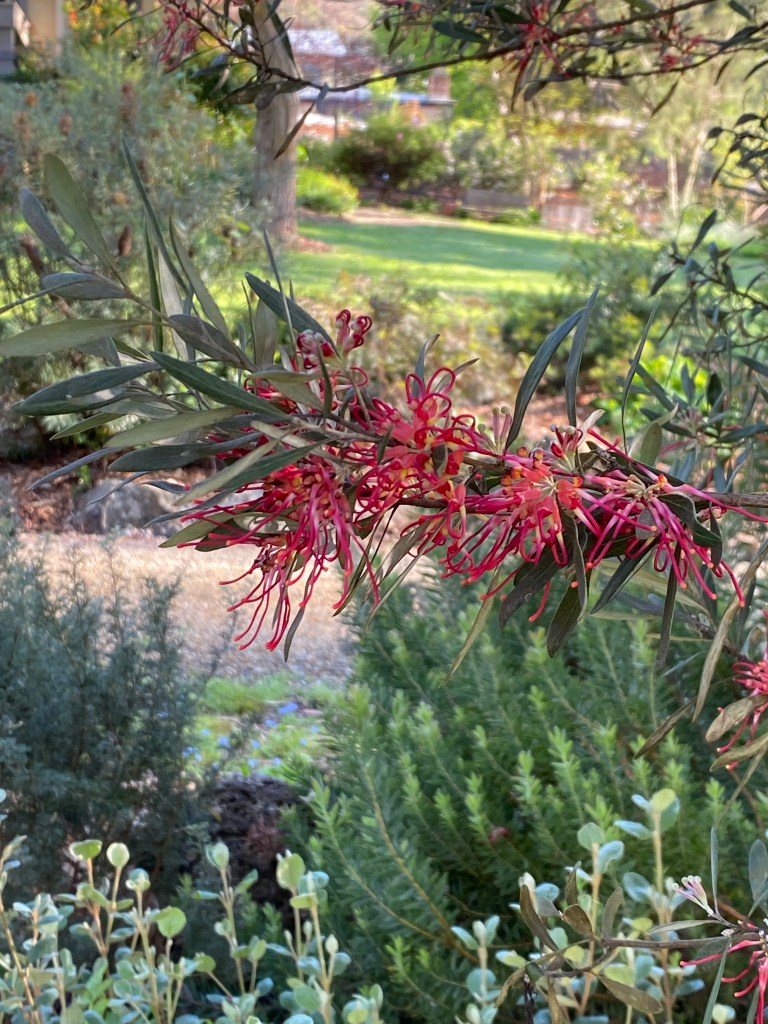 Grevillea olivacea Red