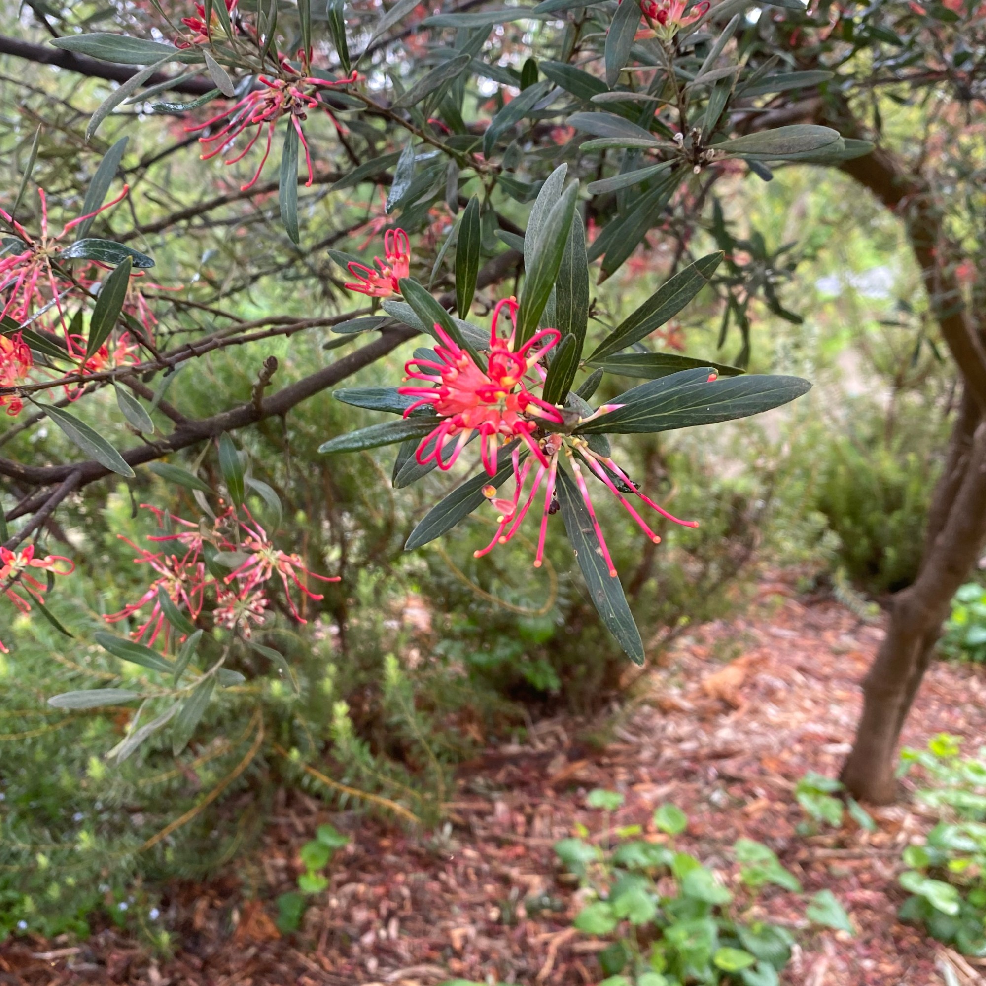 Grevillea olivacea Red