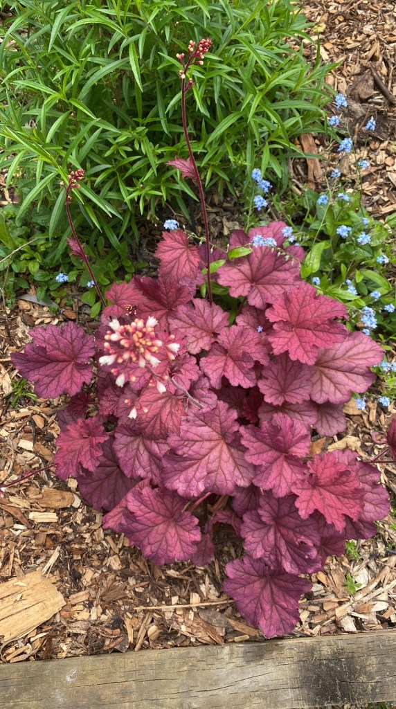 Heuchera almost purple
