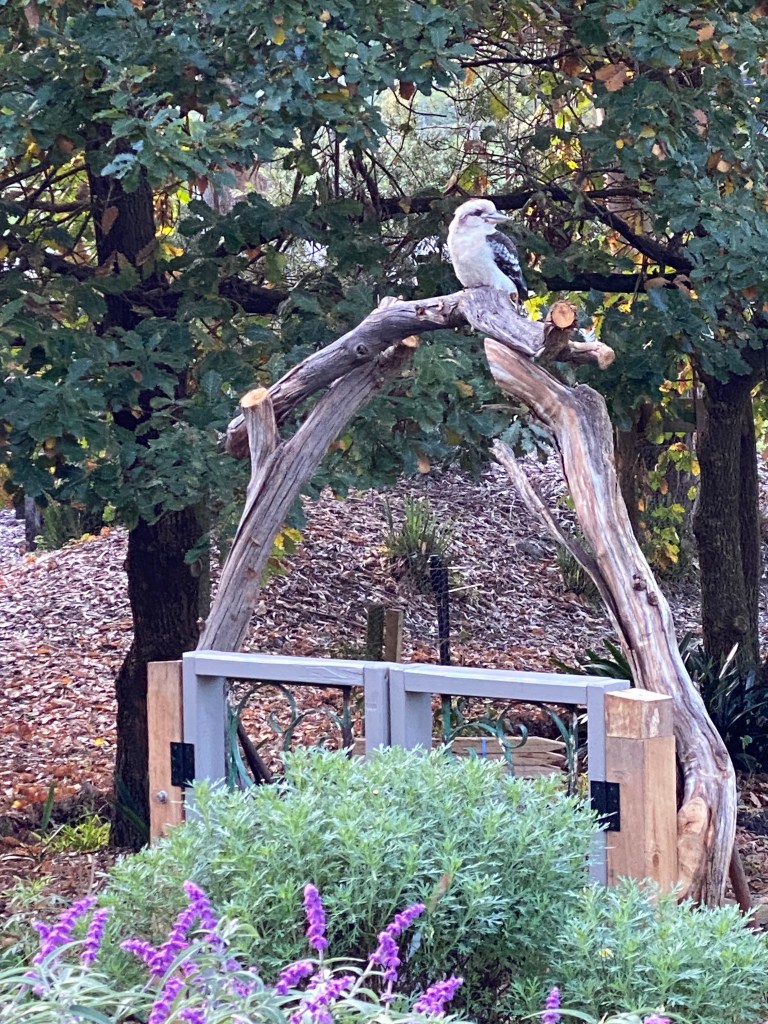 Perennial Garden gate made from old gum tree for Kooka's to use