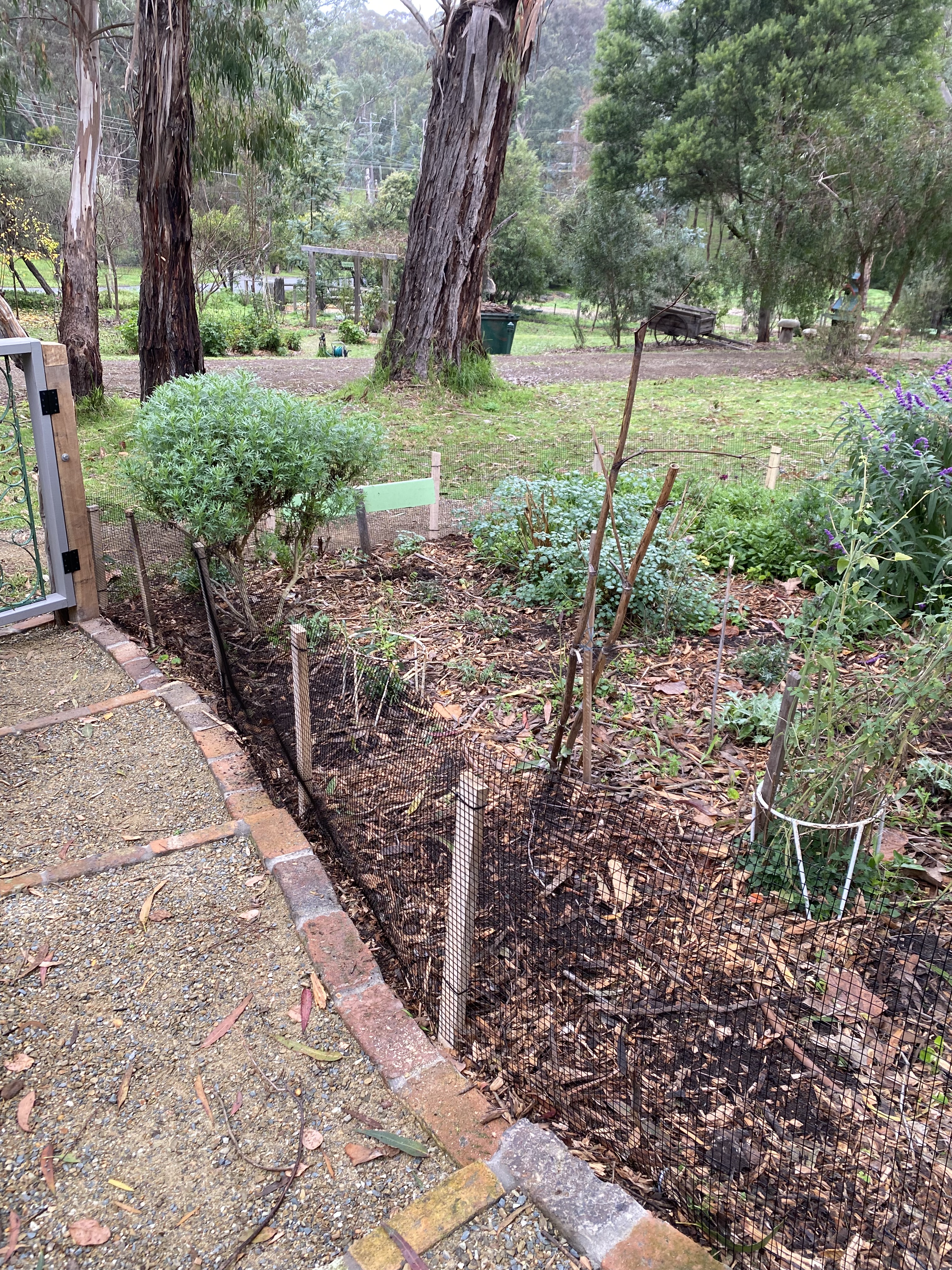 Perennial garden path with wire butting up next to it.