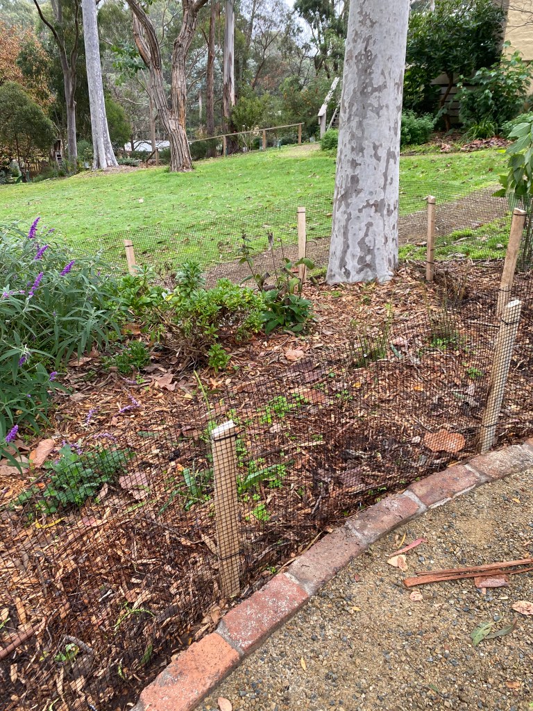 Perennial garden path with wire butting up next to it.
