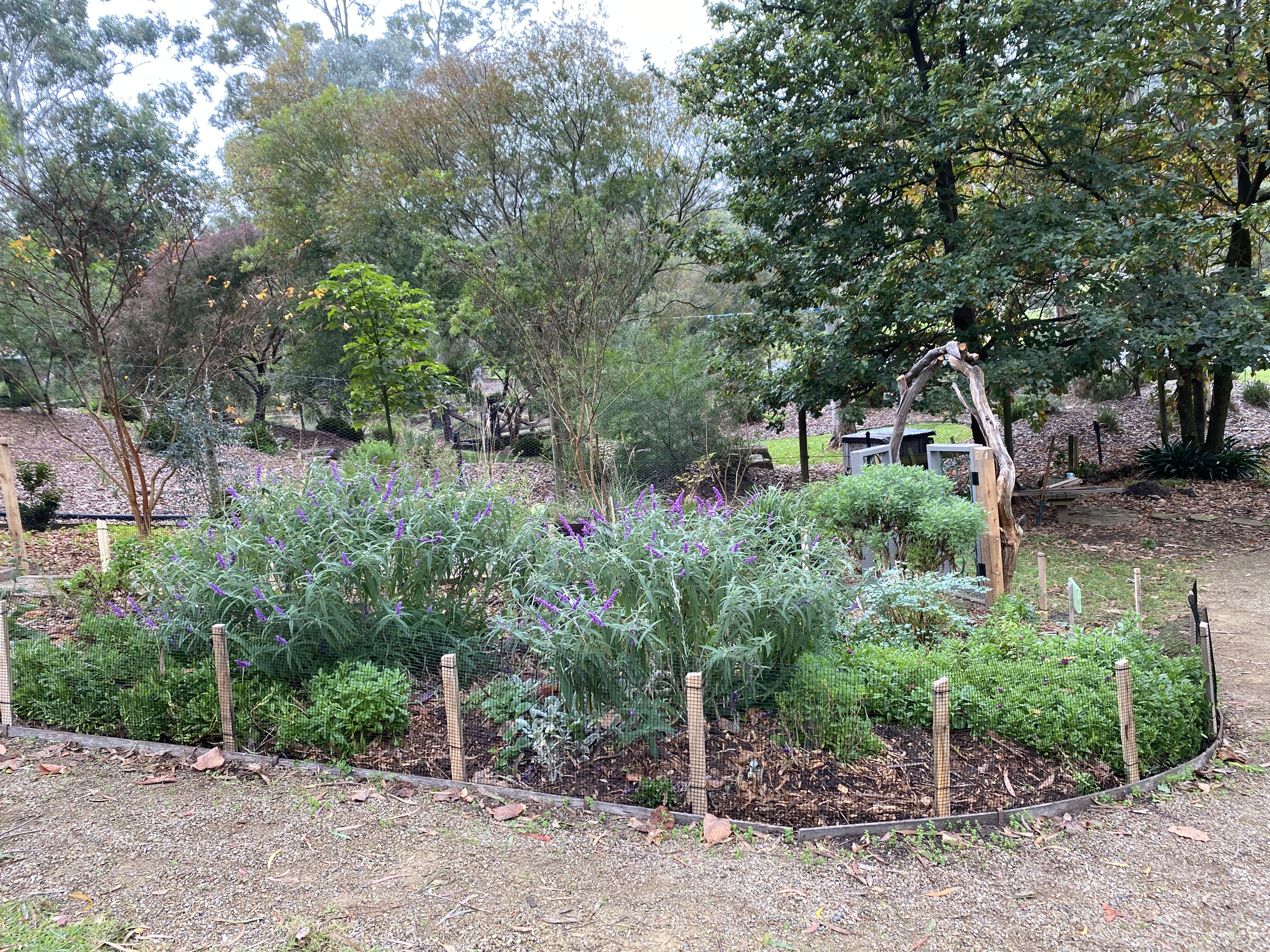 Perennial from a distance