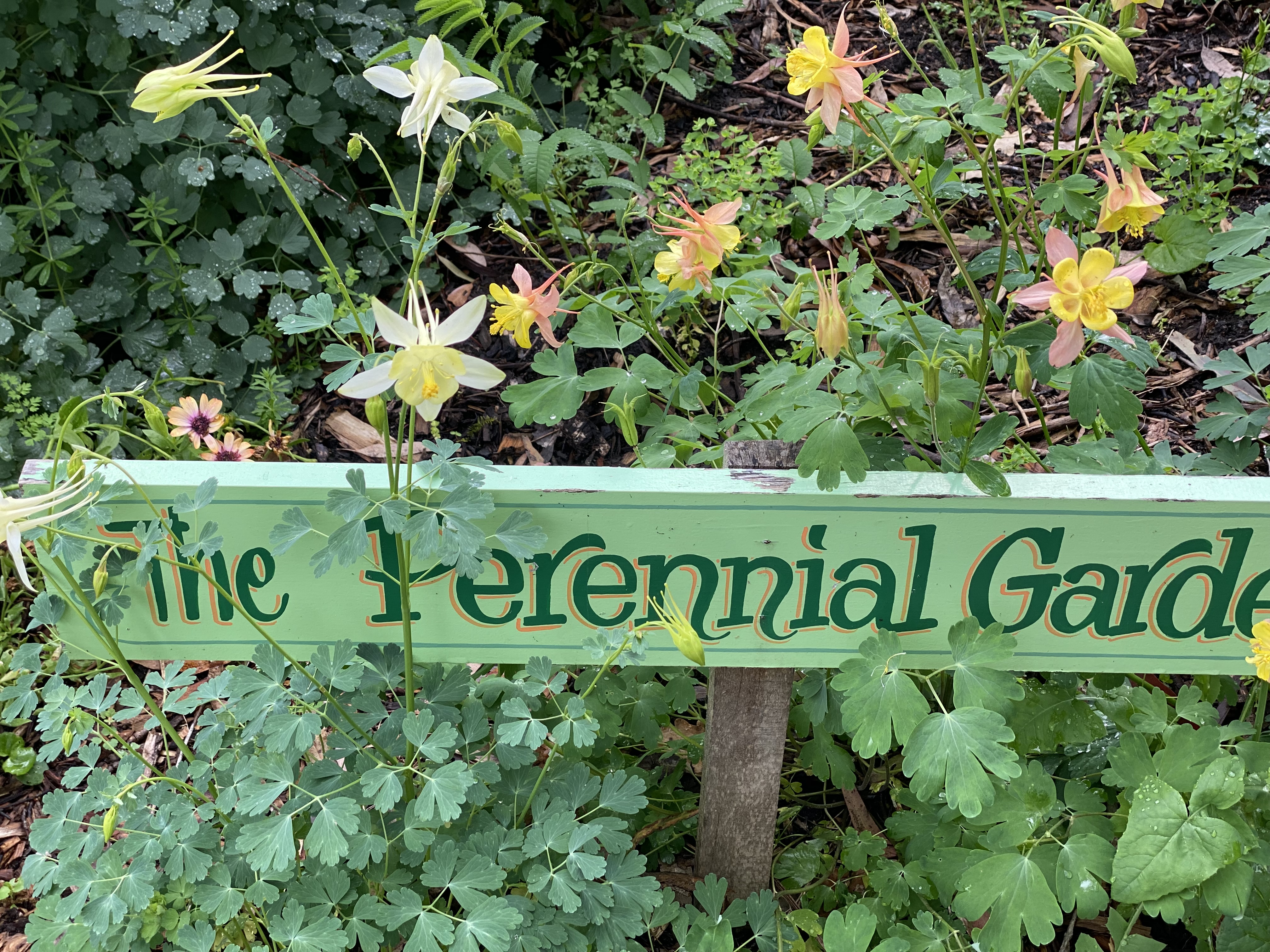 Garden Sign with Granny's Bonnet - Aquilegia in Perennial