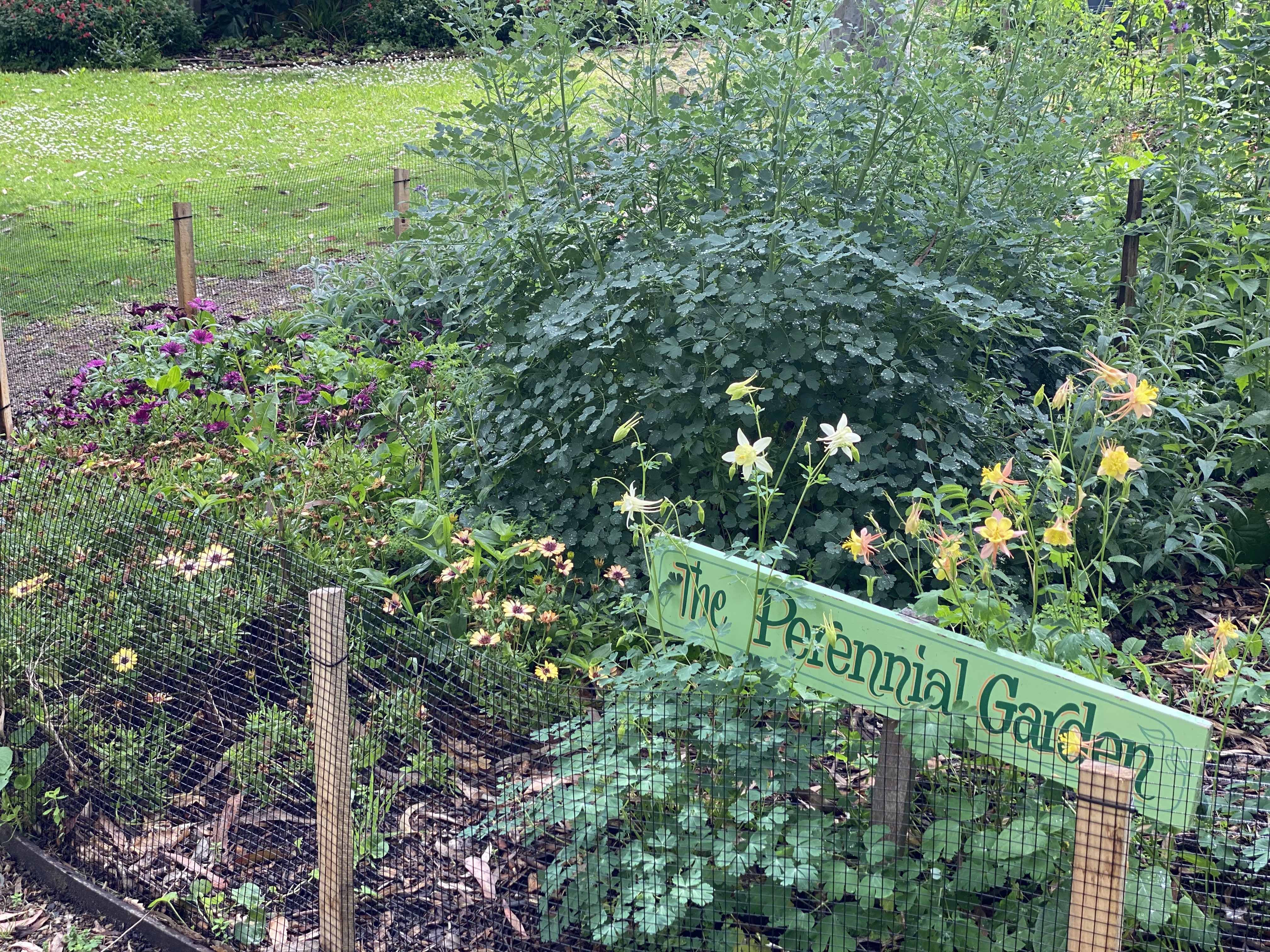 Perennial Garden blooming