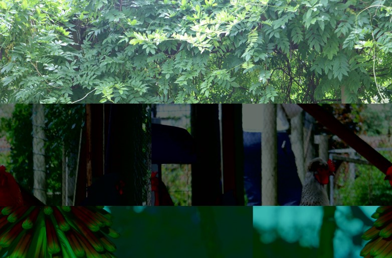 Uccello Collage - Leaves and Chicken split