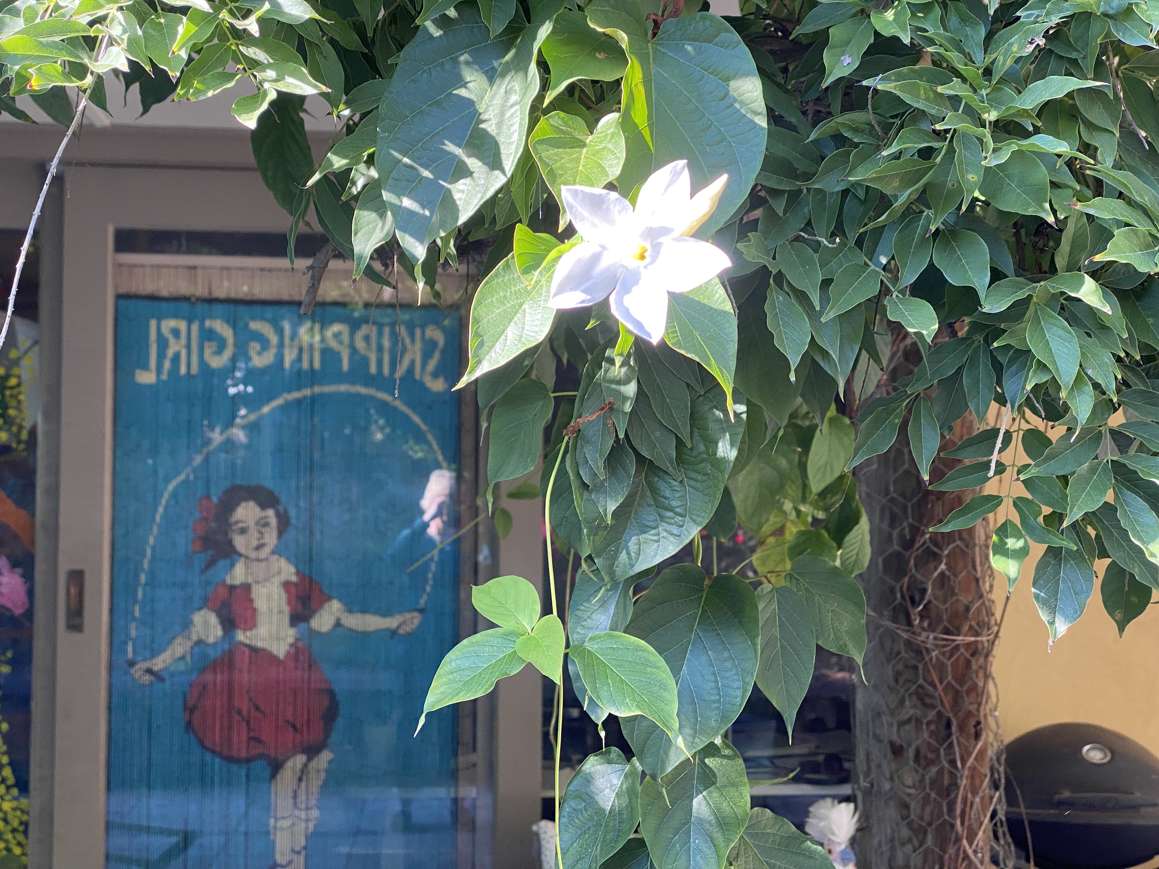 Mandevilla laxa - white creeper