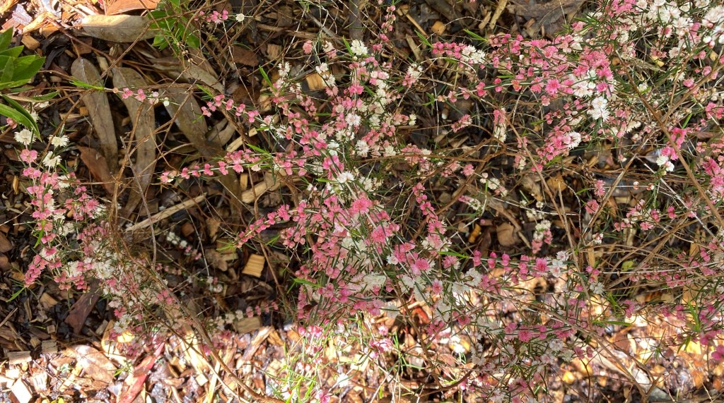 Myrtle - Hypocalymma angustifolium rubrum