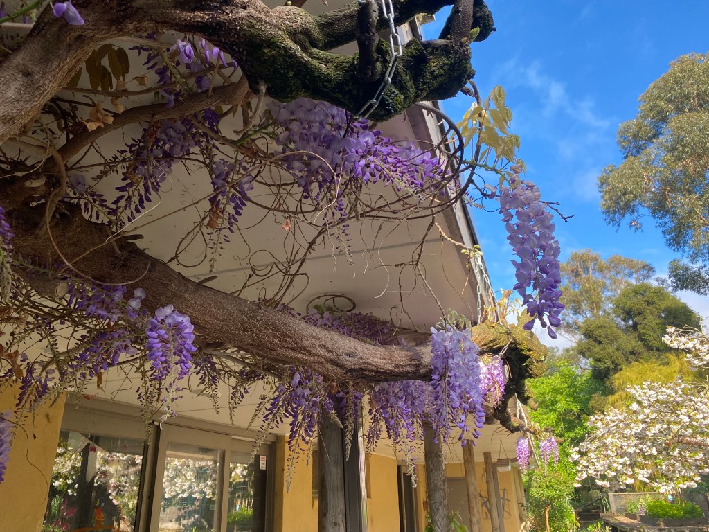 Old Wisteria about 50 years