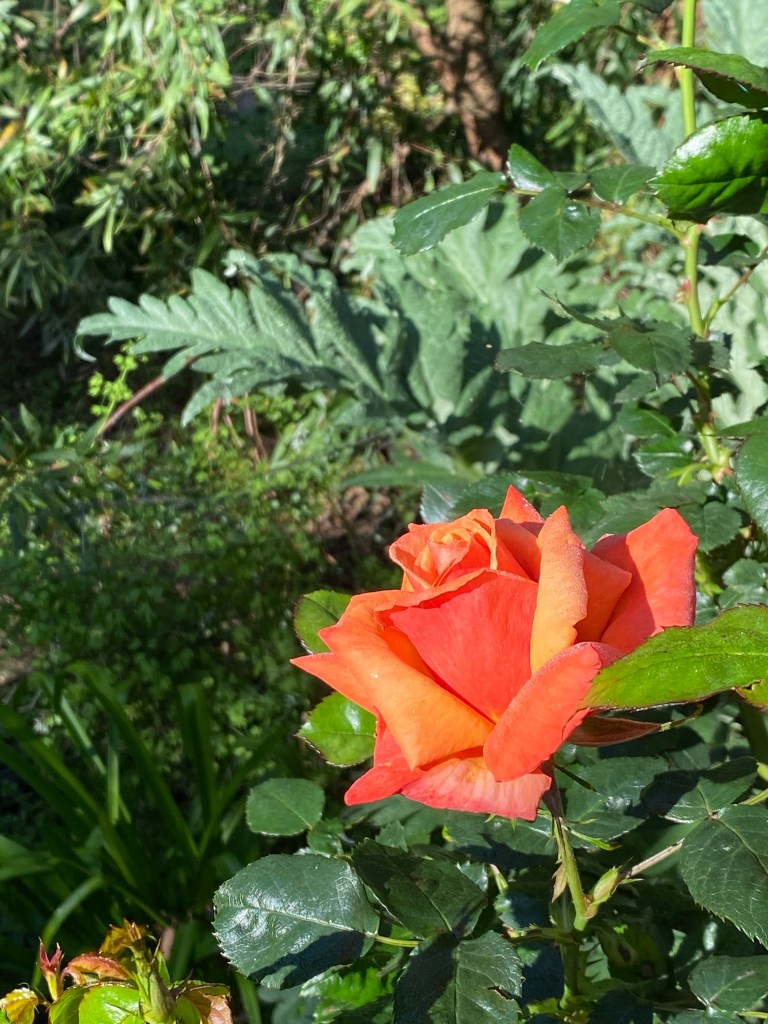 Out of Africa - Orange Rose