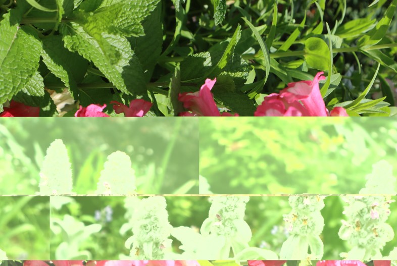 Uccello Collage Pink Bell split