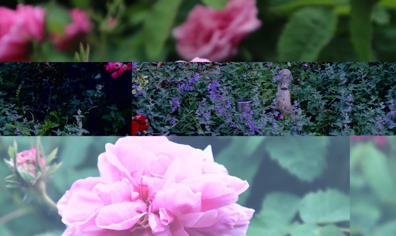 Uccello Collage - Pink and Purple flowers split