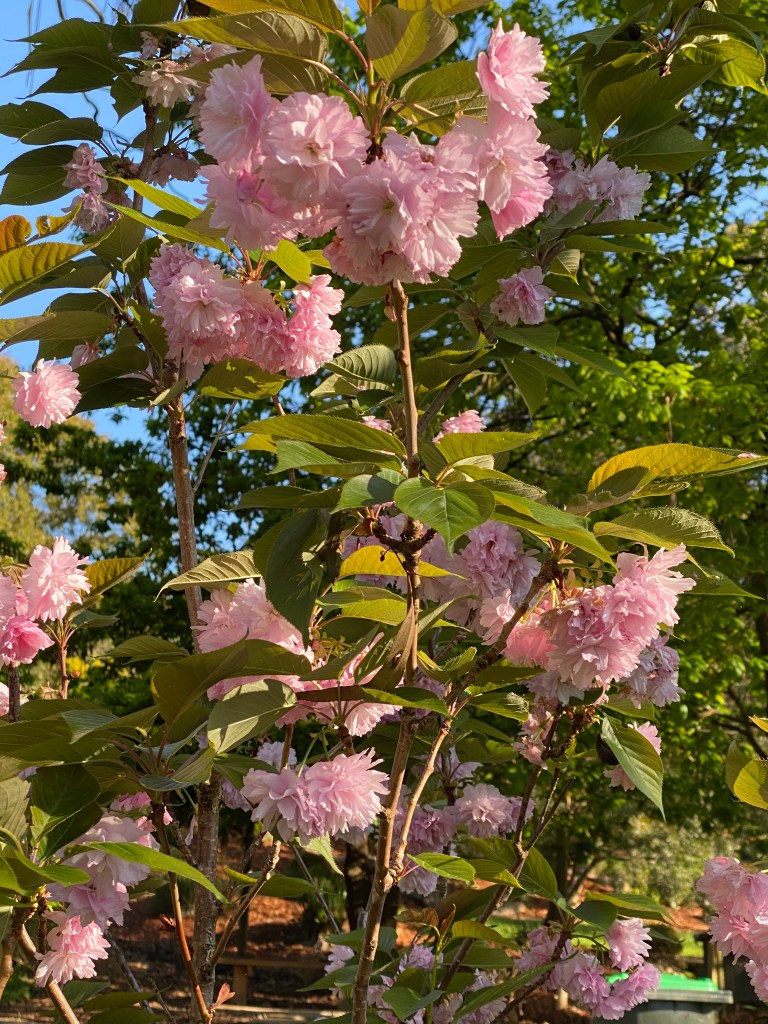 Double pink weeping Cherry blossom
