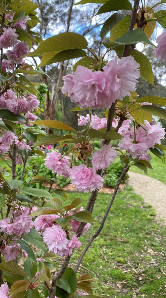 Double pink weeping Cherry