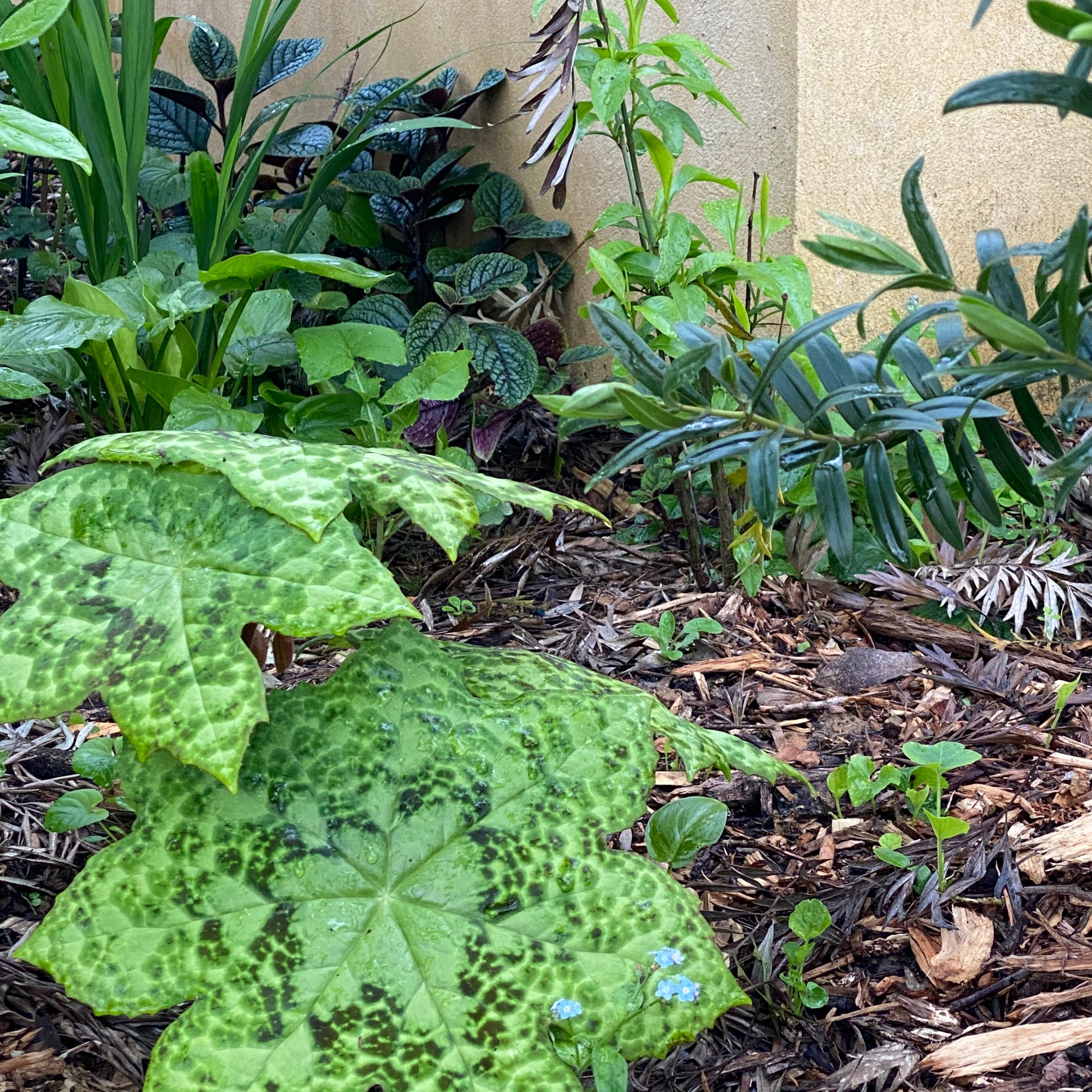 Podophyllum 'Spotty Dotty'