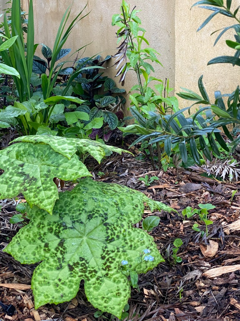 Podophyllum 'Spotty Dotty'