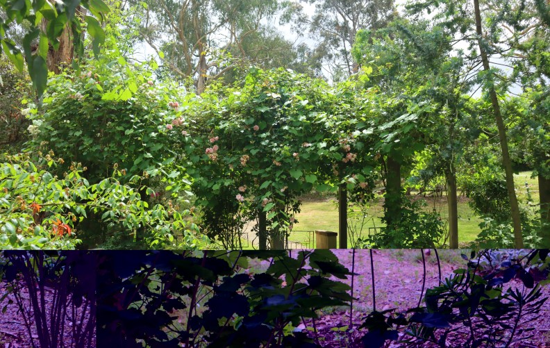 Uccello Collage Purple split