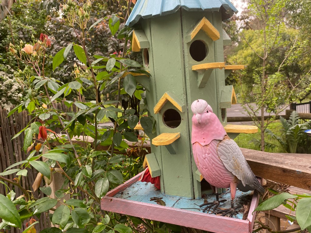Rosa Bird House with Galah