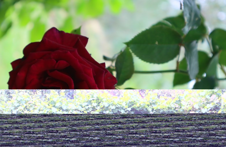 Uccello Collage - Rose