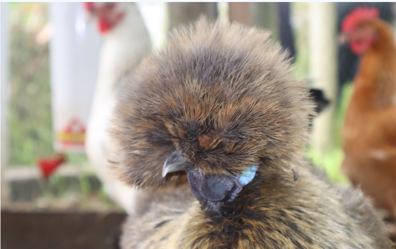 Uccello Collage - Ms. Silkie Chook