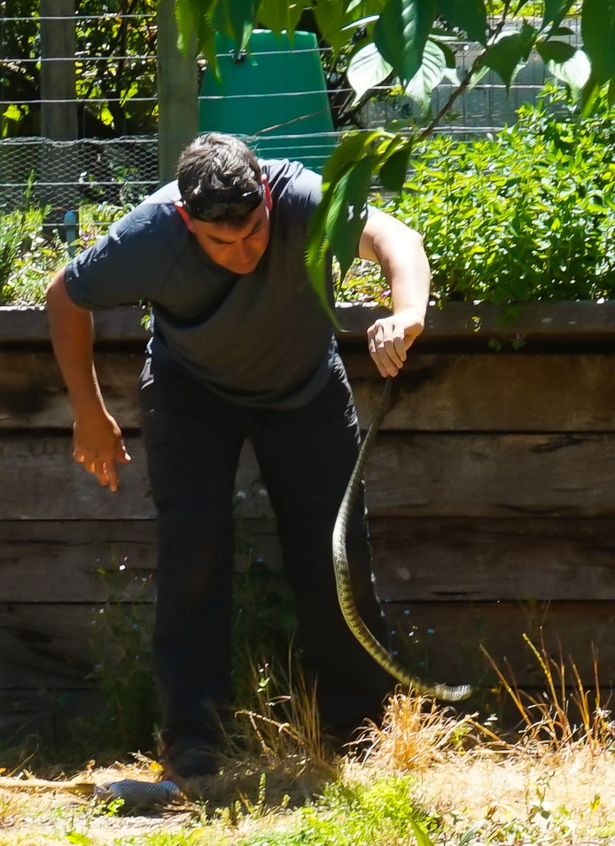Snake Catching Day 2016