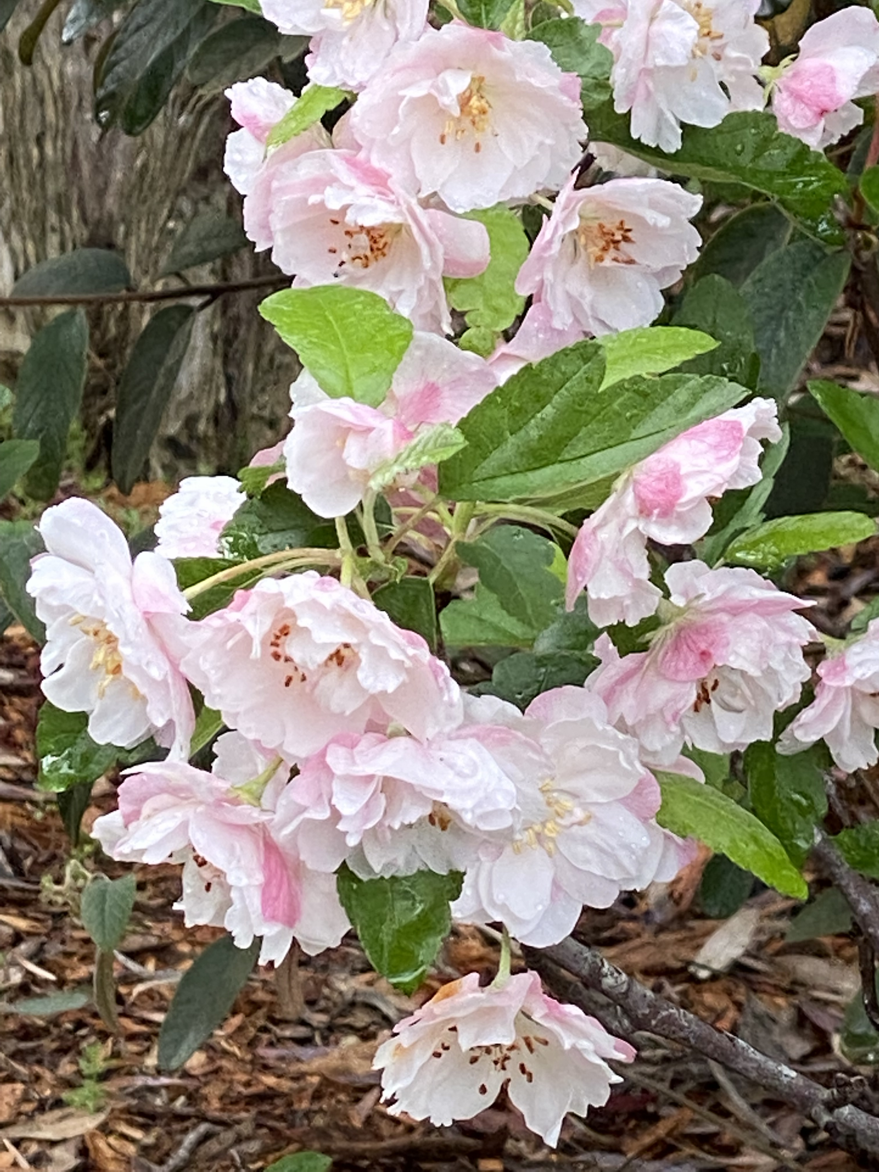 Weigela - Strawberries and Cream