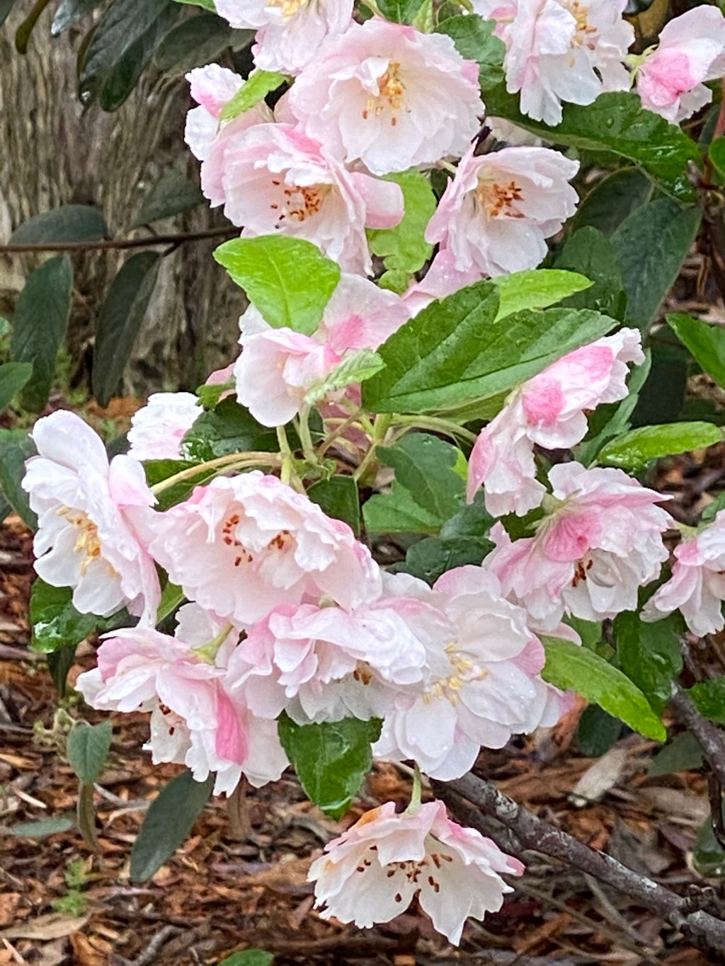 Weigela Rosea ‘Pink’ – Strawberries and Cream – a&nbsp;favorite